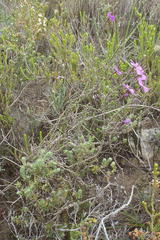 Jamesbrittenia calciphila