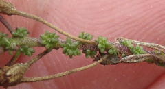 Jamesbrittenia calciphila