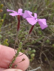 Jamesbrittenia calciphila