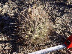 Coryphantha poselgeriana