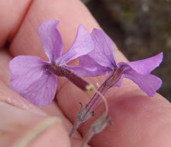 Jamesbrittenia calciphila