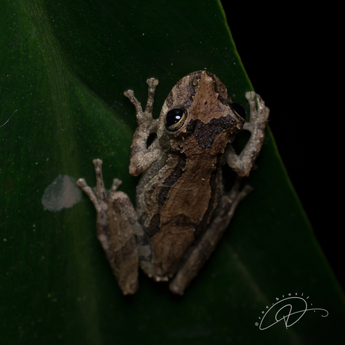 Sao Paulo Snouted Treefrog, Ololygon obtriangulata