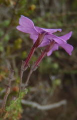 Jamesbrittenia calciphila