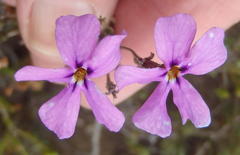 Jamesbrittenia calciphila