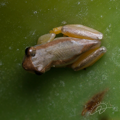 Elegant Forest Treefrog photo 2