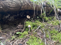 Inocybe lilacina