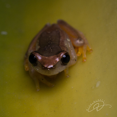 Elegant Forest Treefrog photo 3