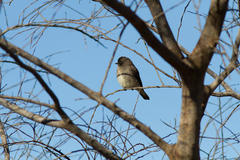 Muscicapa adusta adusta