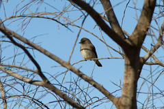 Muscicapa adusta adusta
