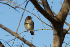 Muscicapa adusta adusta