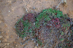 Limonium kraussianum