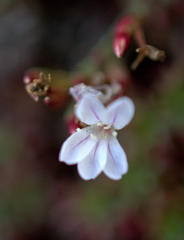 Limonium kraussianum