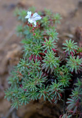 Limonium kraussianum