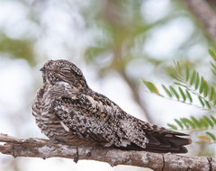 Chordeiles gundlachii