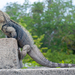 Iguana Terrestre Cubana - Photo (c) Wayne Fidler, algunos derechos reservados (CC BY-NC), subido por Wayne Fidler