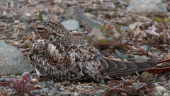 Chordeiles gundlachii