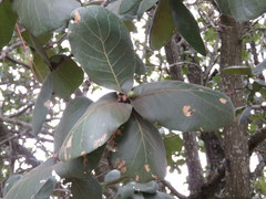Quercus jonesii