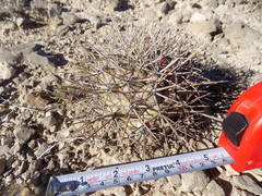 Coryphantha poselgeriana