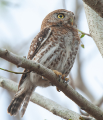 Glaucidium siju