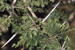 Vachellia gerrardii