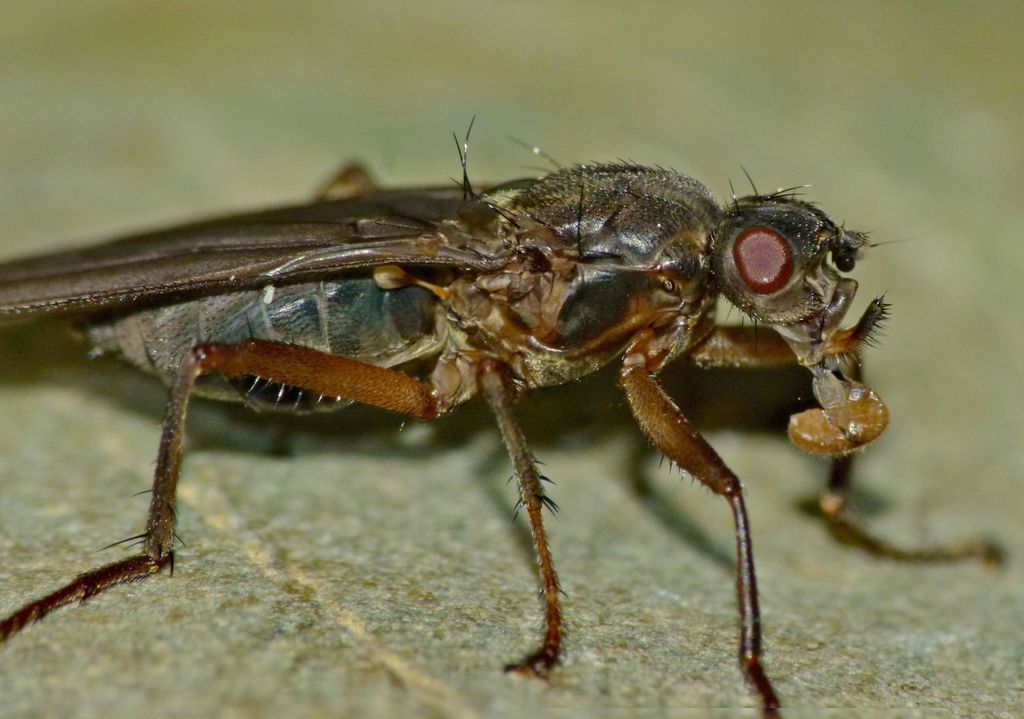 Baeopterus