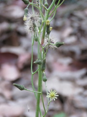 Hieracium abscissum