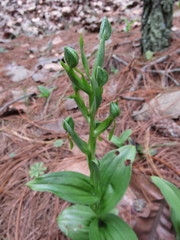 Habenaria jaliscana