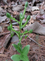 Habenaria jaliscana