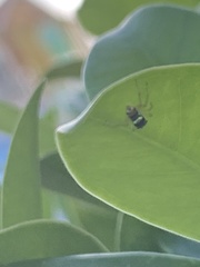 Phintella vittata
