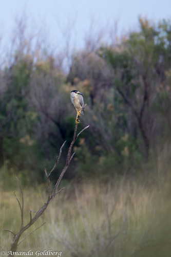 Black-crowned Night Heron photographed in New Mexico