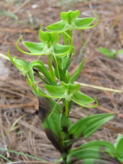 Habenaria jaliscana