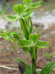 Habenaria jaliscana