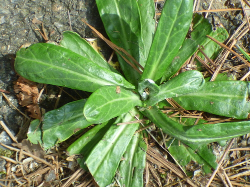 Gamochaeta americana