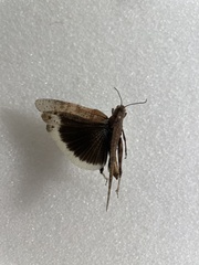 Dissosteira carolina