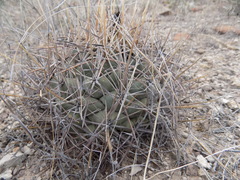 Coryphantha poselgeriana