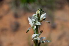 Chloraea multiflora
