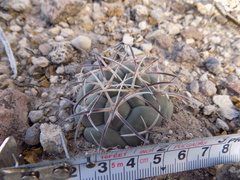 Coryphantha poselgeriana
