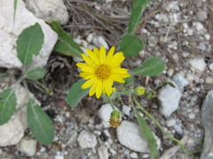 Heterotheca inuloides