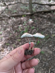 Leucoagaricus coerulescens