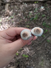 Leucoagaricus coerulescens