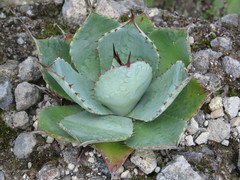 Agave guadalajarana