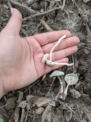 Leucoagaricus coerulescens