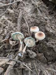 Leucoagaricus coerulescens