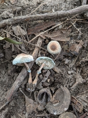 Leucoagaricus coerulescens
