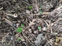 Leucoagaricus coerulescens