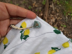 Leucoagaricus coerulescens