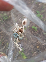 Leucoagaricus coerulescens