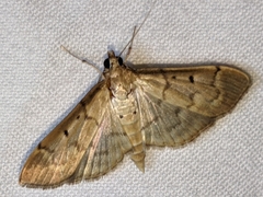Herpetogramma fluctuosalis