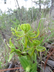 Habenaria jaliscana
