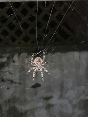 Araneidae